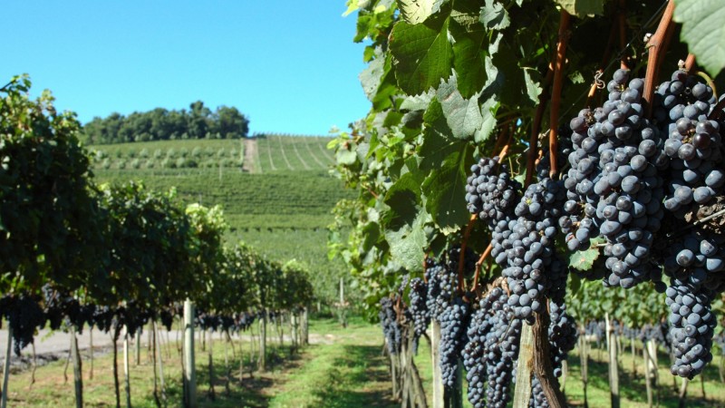 Parreiral com muitos cachos de uva preta