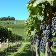 Parreiral com muitos cachos de uva preta
